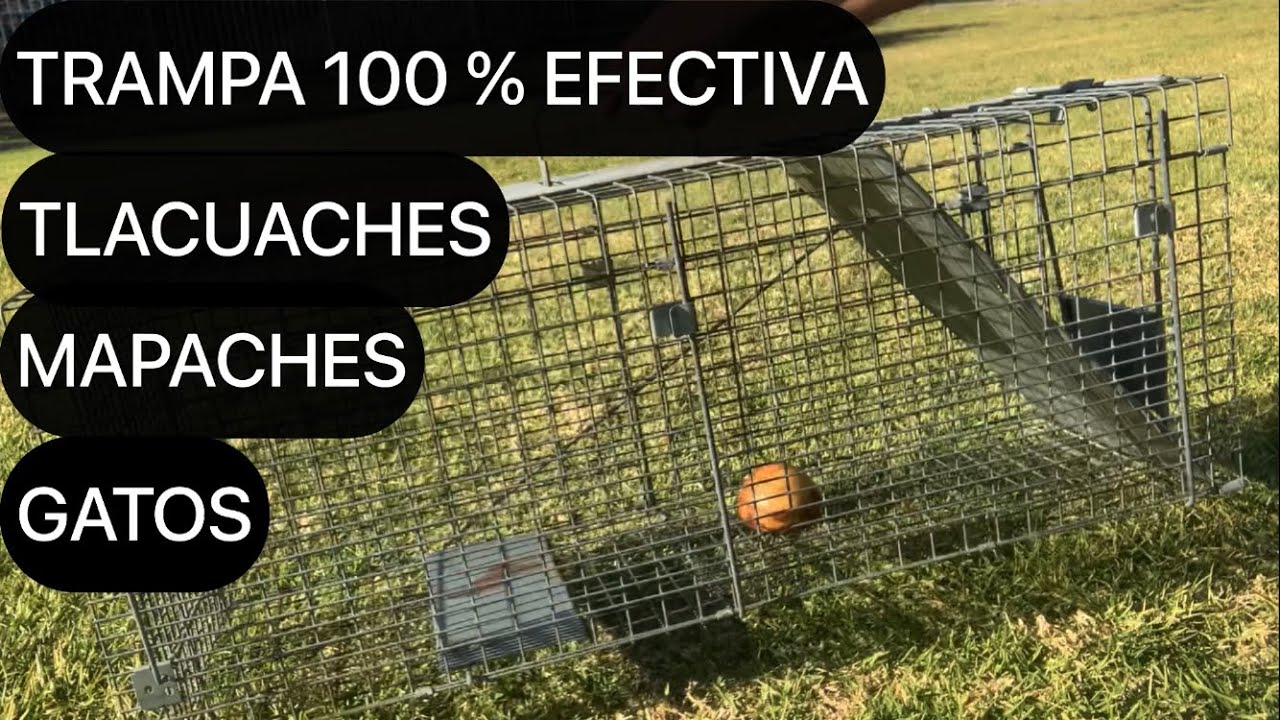 COMO ATRAPAR TLACUACHES,MAPACHES, ARDILLAS,CONEJOS,GATOS