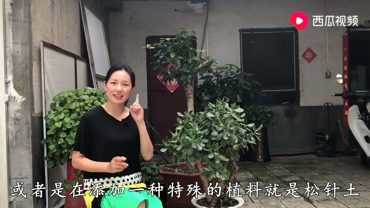 玉树两点养护技巧，枝叶茂盛，年年开花，新叶蹭蹭冒爆盆！