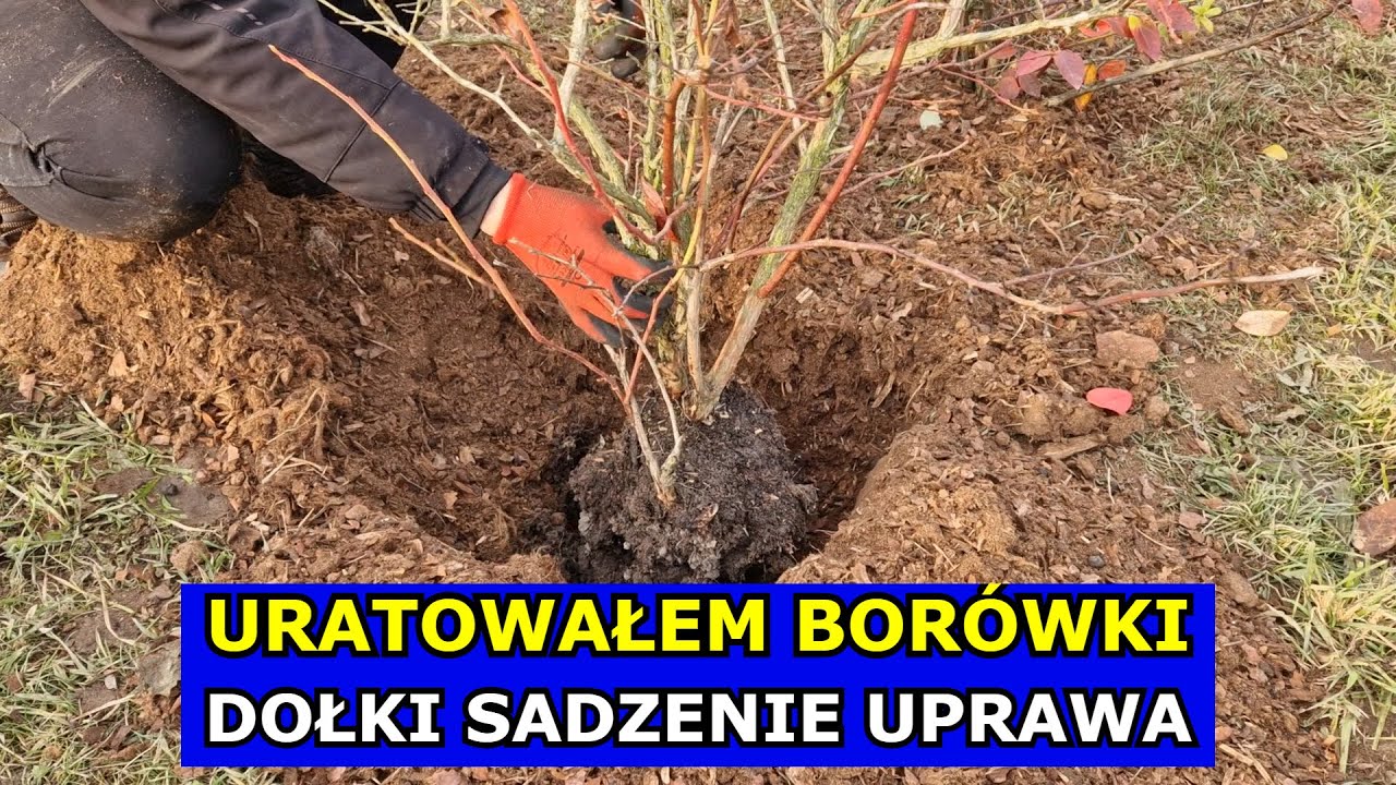 Uratowałem Borówki. Krok po Kroku Przygotowanie Dołków i Sadzenie. Jak uprawiać Borówkę amerykańską.