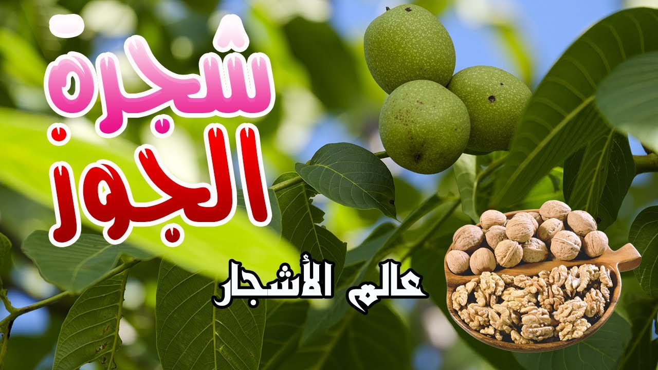 عالم الأشجار : اكتشف أسرار وفوائد شجرة الجوز (عين الجمل) المدهشة!