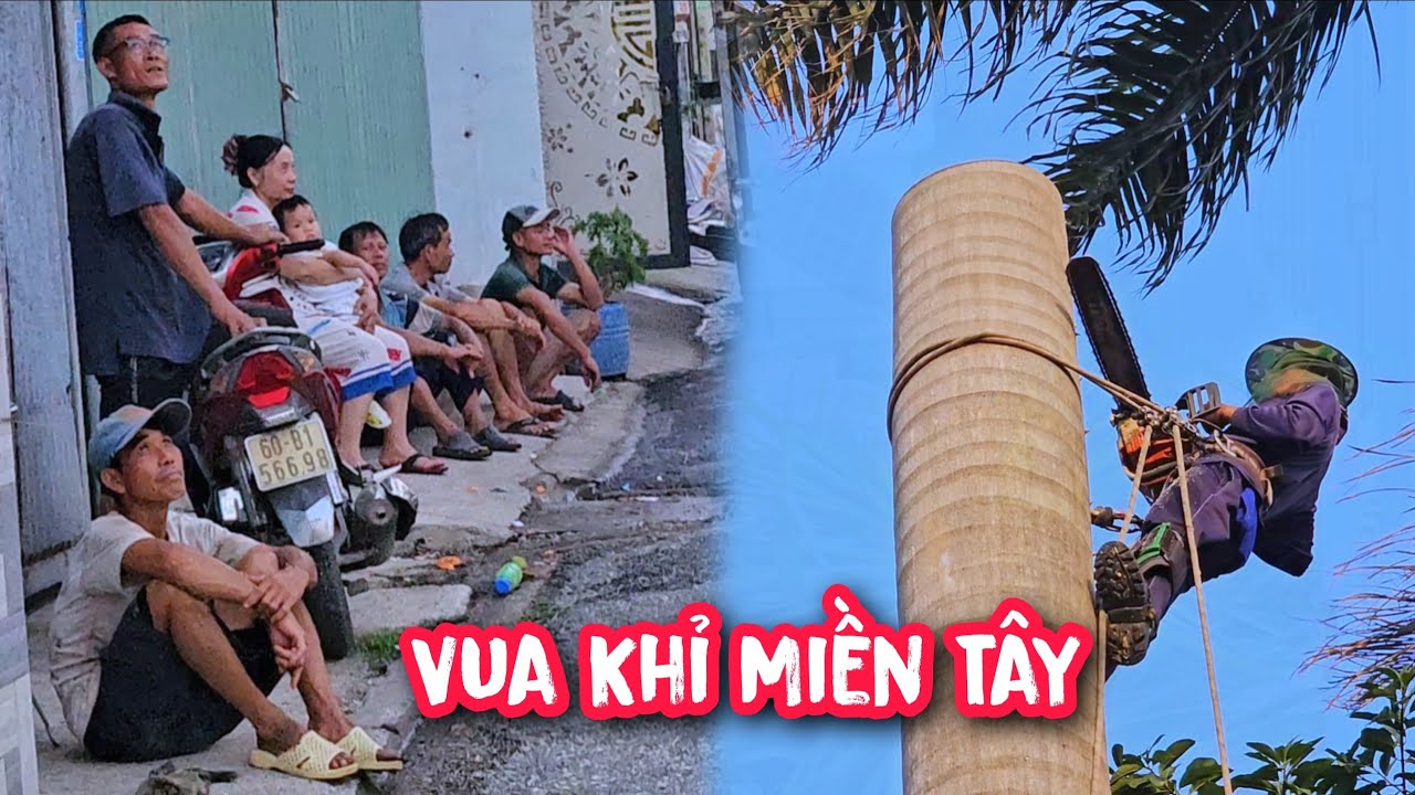 Qu&aacute; vất v&atilde; cho Vua Khỉ cưa hạ 3 c&acirc;y Cau Vua Khủng đến tối muộn.