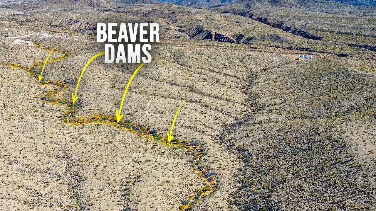 I Want Money To Build Beaver Dams in the Desert