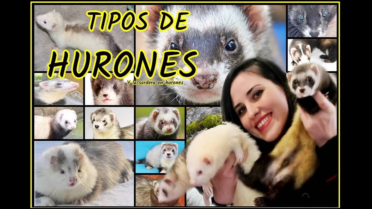TIPOS DE HURONES y el Síndrome de Waardenburg