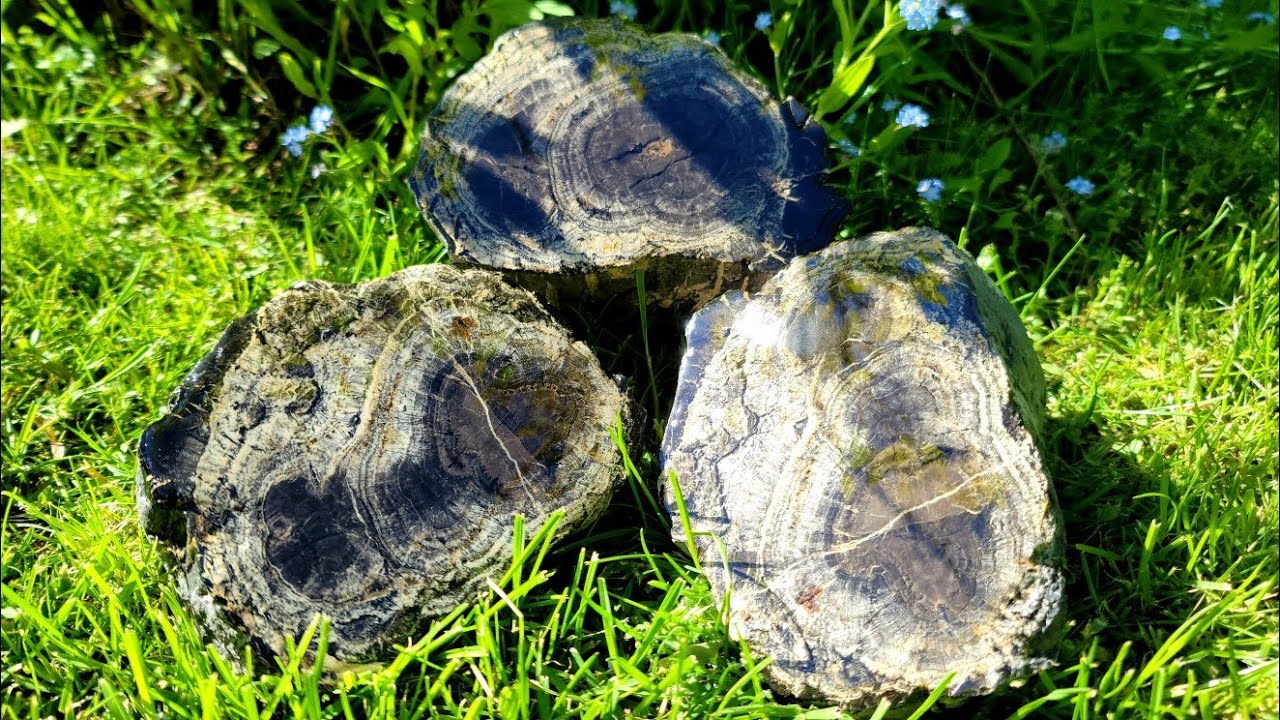 Making Old PETRIFIED WOOD Shine | Late Carboniferous (Pennsylvanian) Cordaites