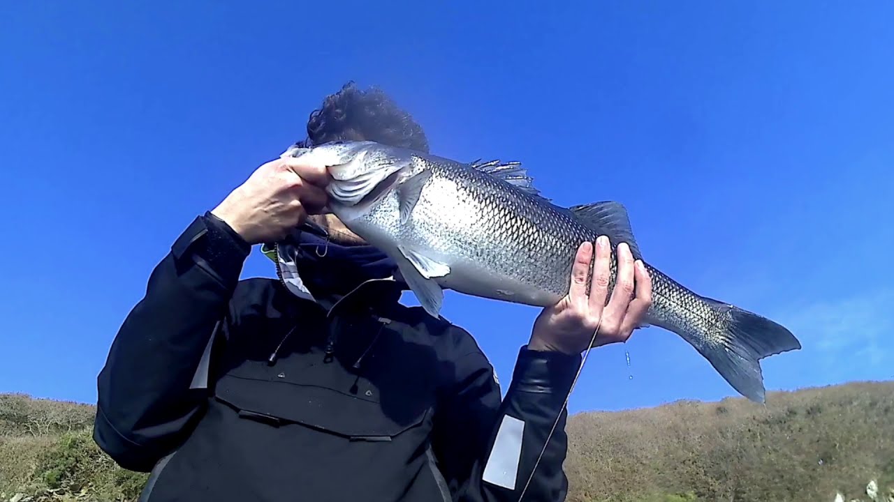 Big Sea Bass with Aliexpress Zenith Z-Claw S [Catch&Release]
