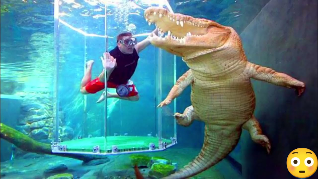 Crocodilo | Ataque de Crocodilo Gigante | Crocodilo Gigante | Os Maiores Crocodilos do Mundo