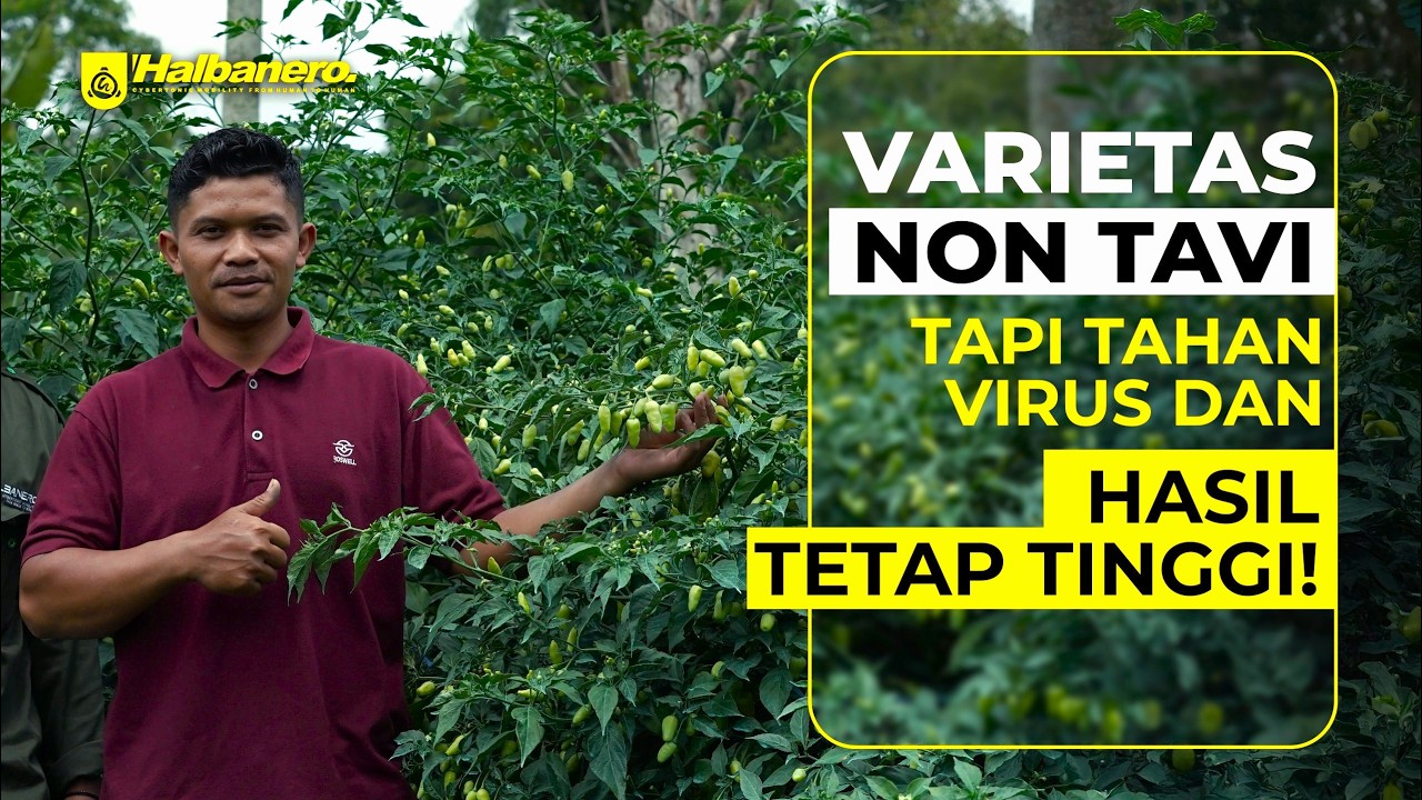 RAHASIA PERAWATAN TM THUMANI NON TAVI DI LAHAN ENDEMIK❗❗❗