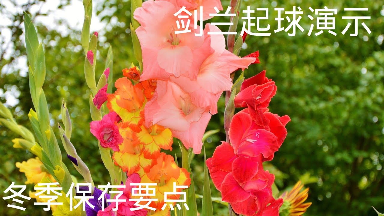 038【J&J花漾年華】【字幕版】 剑兰深秋起球演示及保存要点，digging and storing Gladiolus Bulbs over winter in October 德國生活-花卉打理
