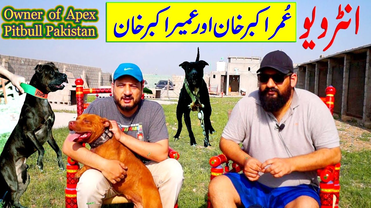 Interview Omer Akber Khan Lover of American Pitbull Terrier Dog in Pakistan | Top Class Pitbull Dog