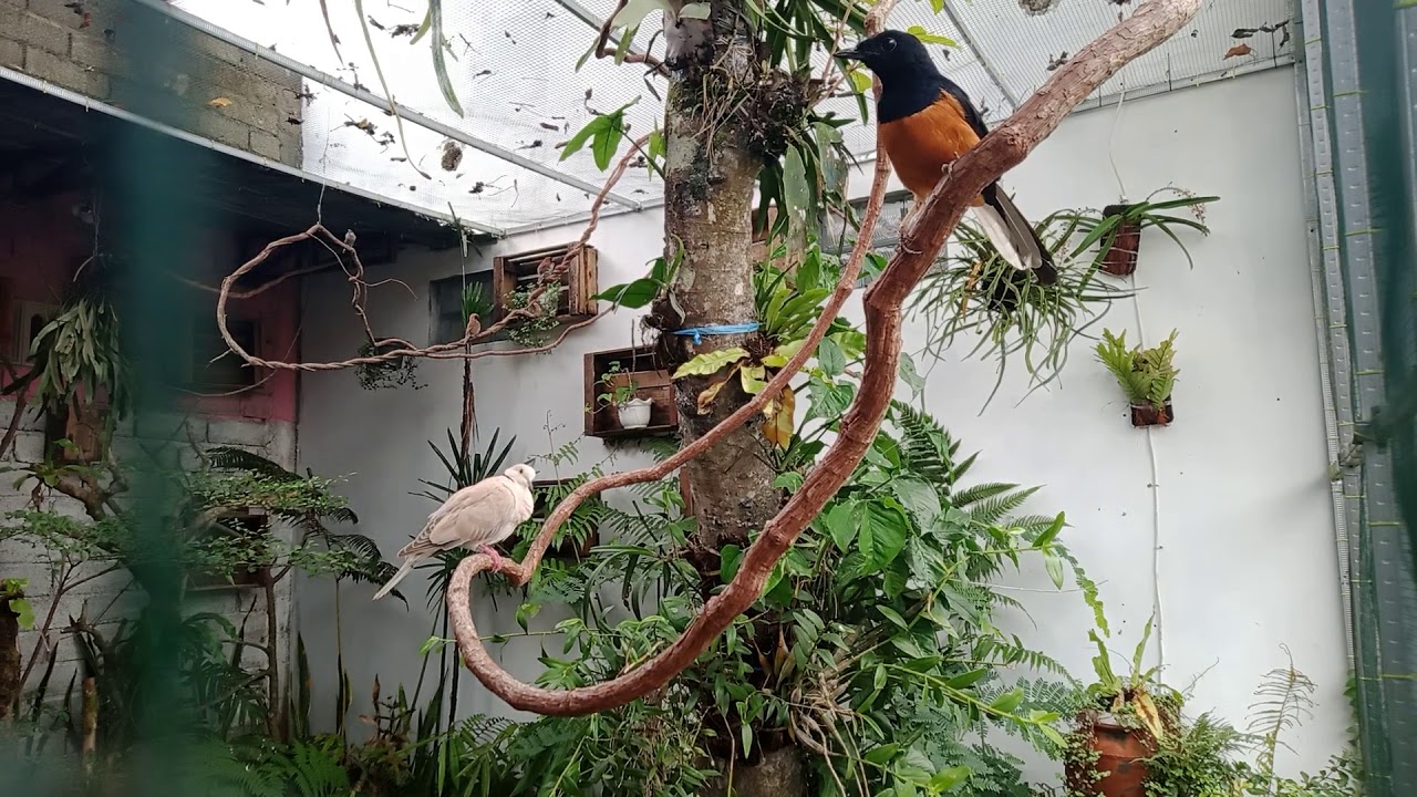 aviary indonesia