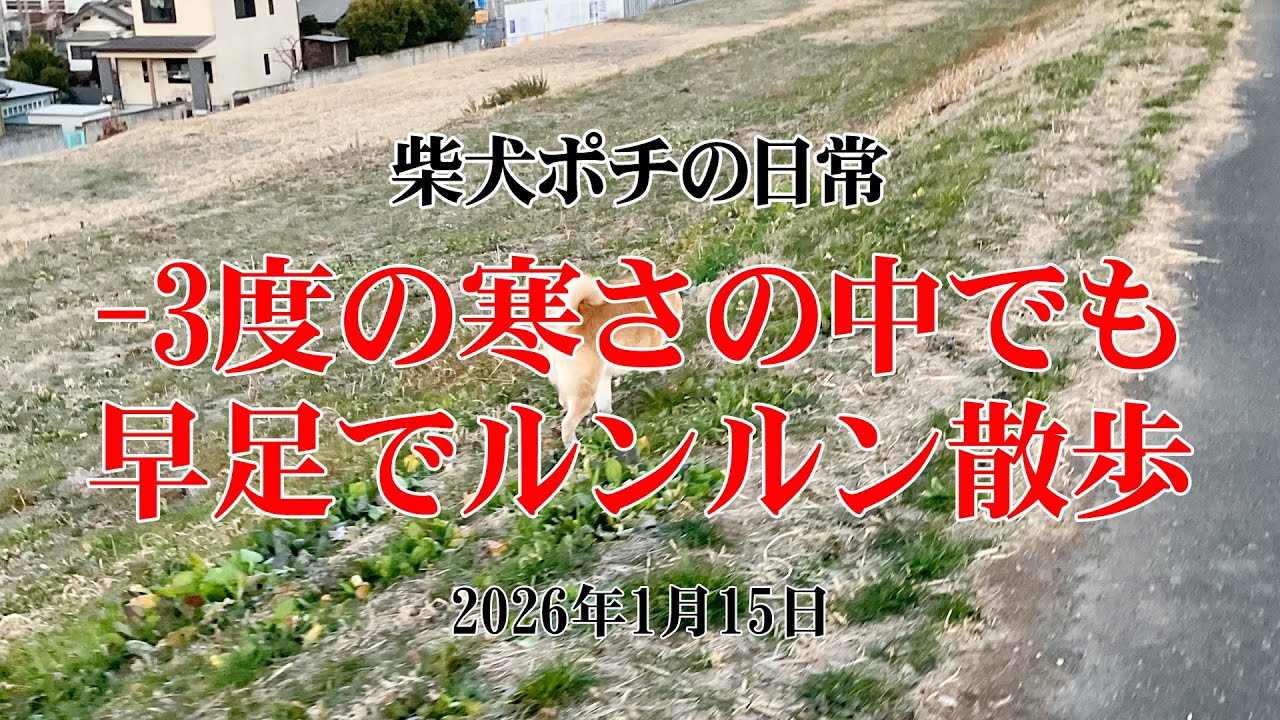 柴犬ポチの日常　064　-3度の寒さの中でも早足でルンルン散歩