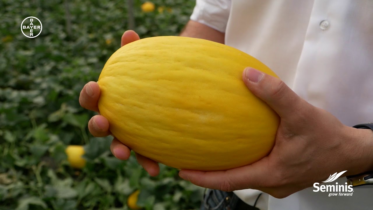 Experiencia con la novedad de melon amarillo tard&iacute;o de Seminis