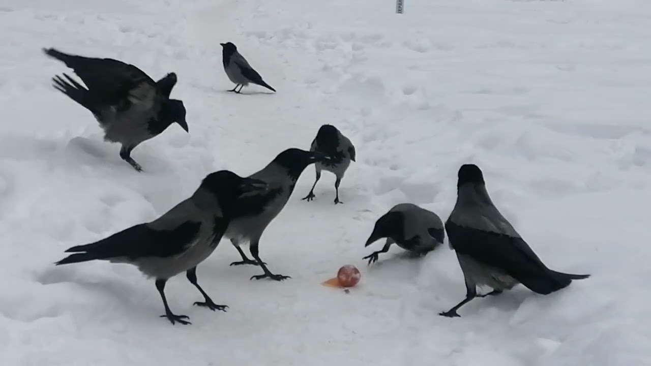 Crows line up for an egg / Вороны выстраиваются за яйцом 