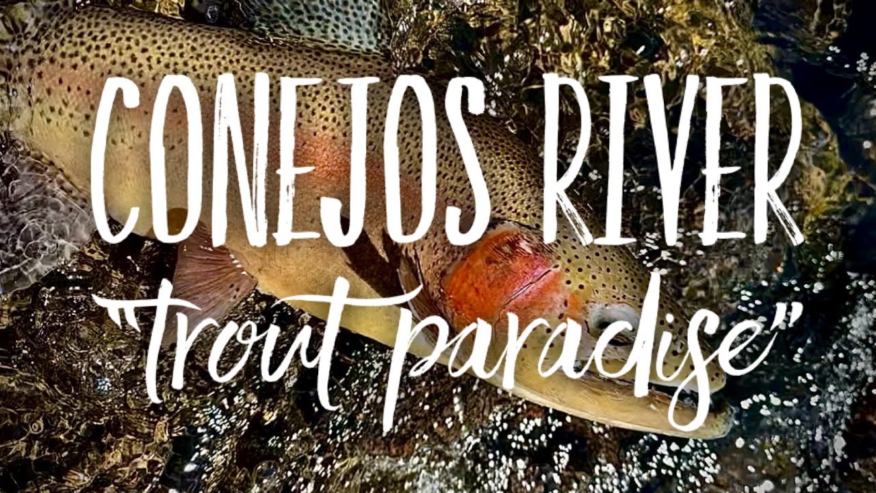 Trout Slam on the Conejos River – Insane Nonstop Fly Fishing Action!