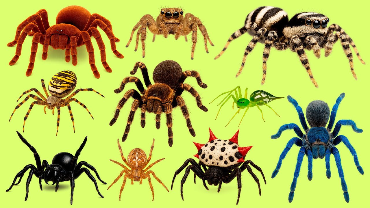 Learn 25 Spider Names in French 🕷️ | Noms d’Araignées en Français