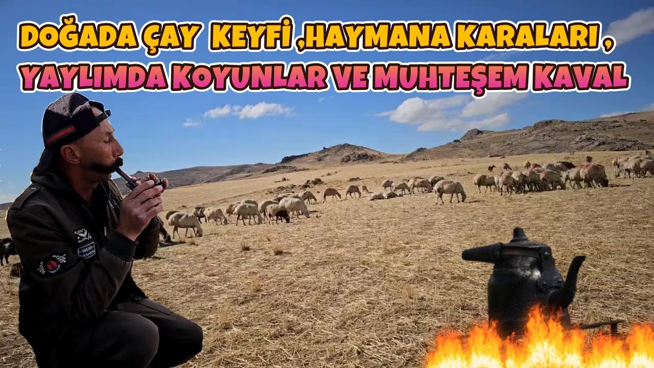 MUHTEŞEM KAVAL ,HAYMANA KARALARI ,YAYLIMDA KOYUNLAR VE DOĞADA ÇAY  KEYFİ