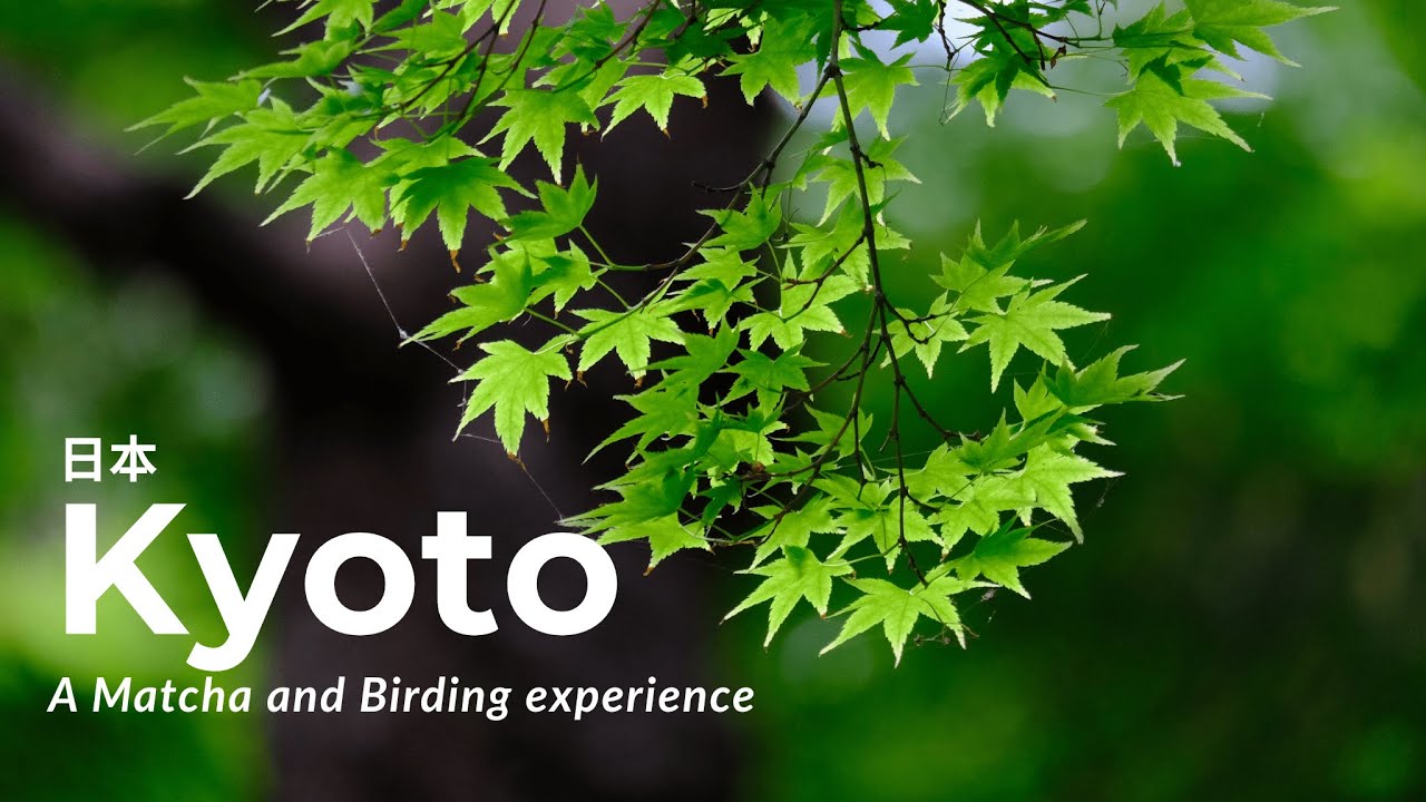 Kyoto | A Matcha and Birding Experience with Fujifilm XH2