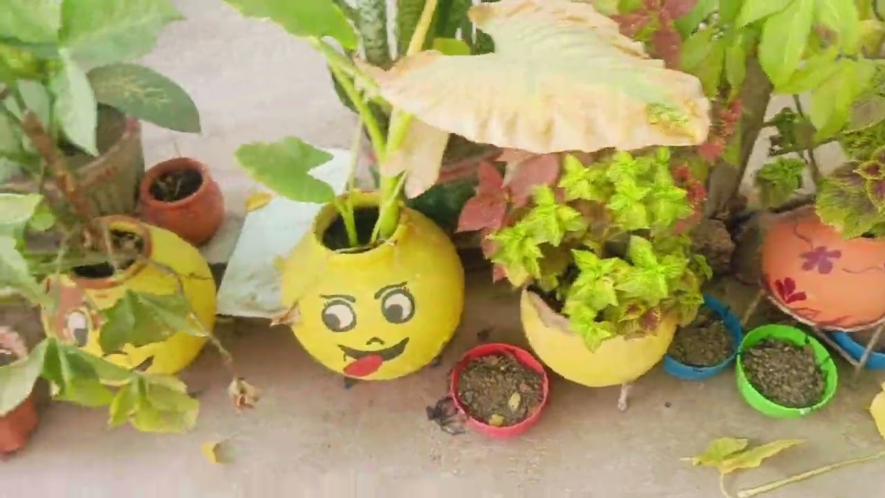 जनवरी लास्ट तक अपने पौधों में यह काम जरुर कर लीजिए #viral video #tips and tricks #gardening #plants 