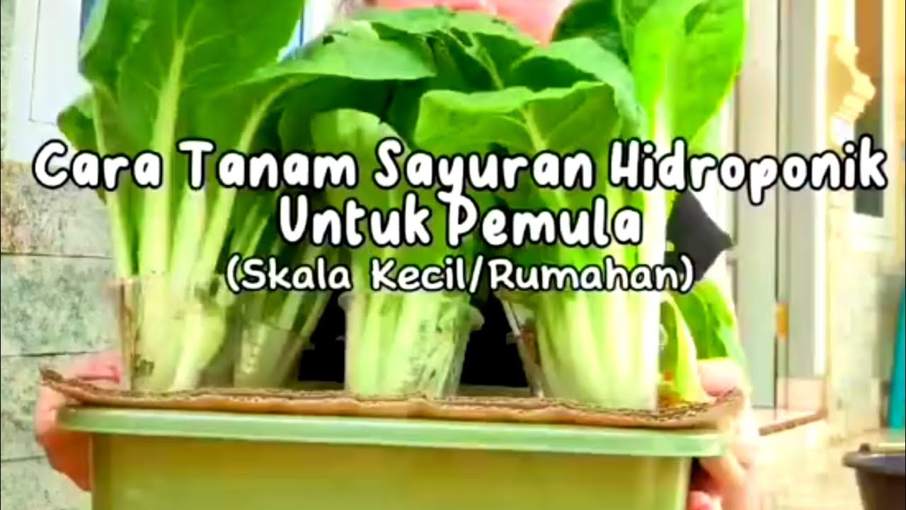 cara mudah tanam hidroponik untuk pemula skala rumahan