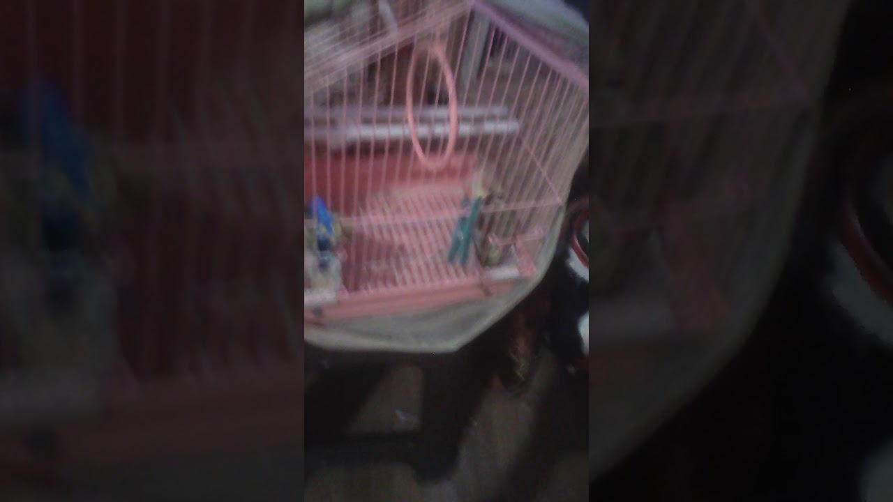 Kak da se chisti kletkata na papagalite🐦🐦🐦🐦
