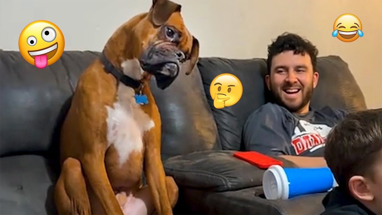 I'm 101% SURE that you will LAUGH EXTREMELY HARD- Funny Dog 2025 #80