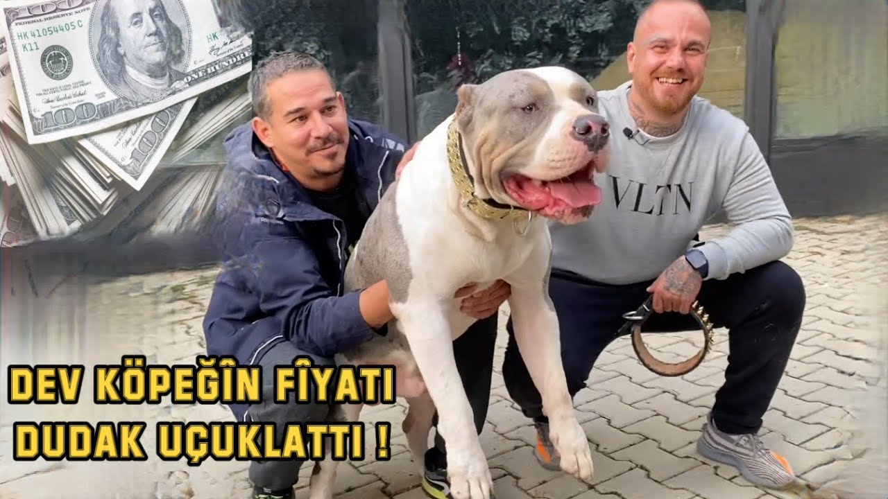 TÜRKİYEDEKİ EN PAHALI VE EN BÜYÜK AMERICAN BULLY ( TRI MERLE ) | FİYATI DUDAK UÇUKLATIYOR !
