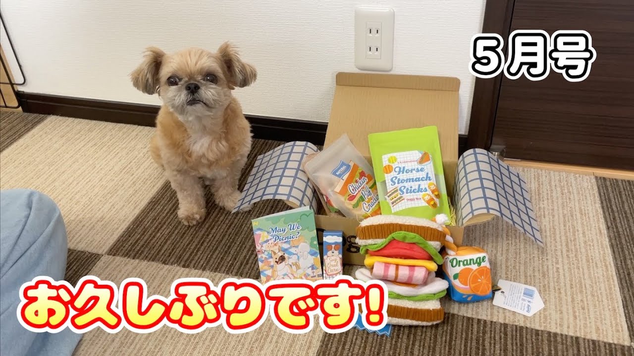 おやつ紹介のタイミングで起き上がる犬 チワワ×シーズー