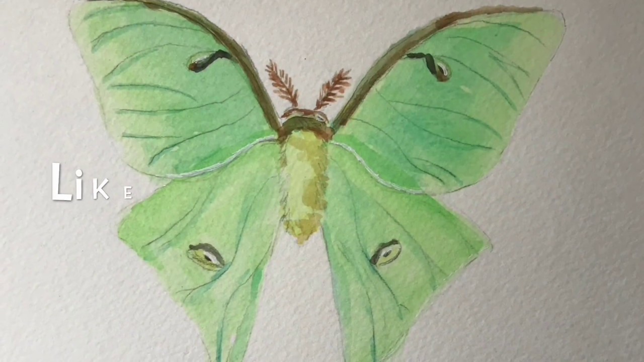 Luna Moth Watercolor tutorial
