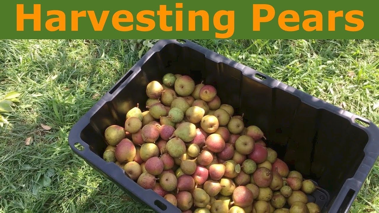 Harvesting Pears