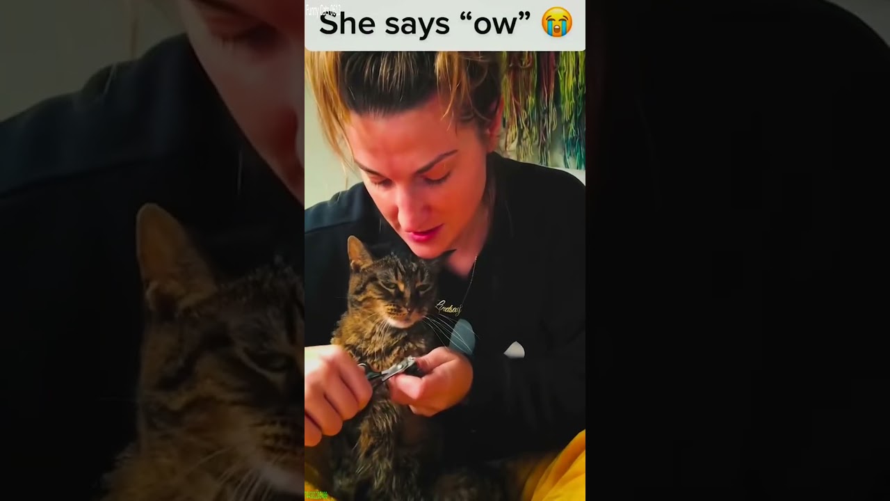 Funny Pets 😾 Cat Fails 🙀 # Part 4278
