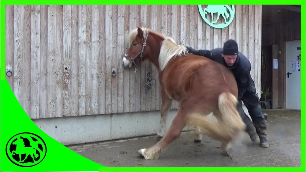 Erstes Hochnehmen der Hufe beim Jungpferd.