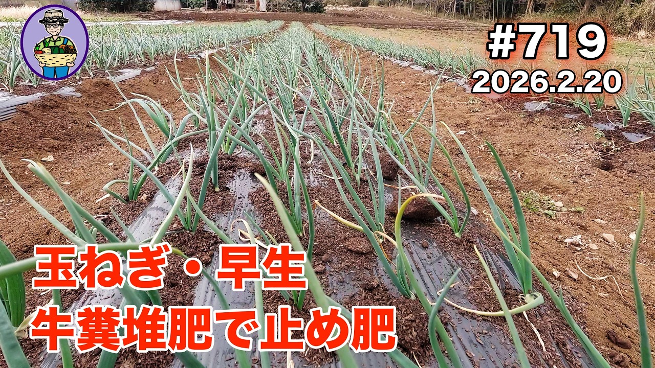 【玉ねぎ】 第719話、玉ねぎ（早生）に２回目の追肥の止め肥をする。 #オーガニック栽培 #家庭菜園 #農業VLOG