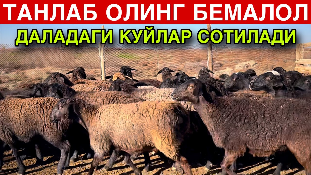 Сотилди! Барака булди!