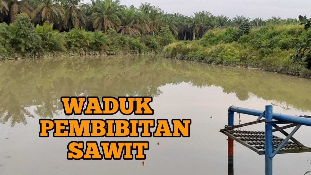 Waduk Pembibitan Sawit