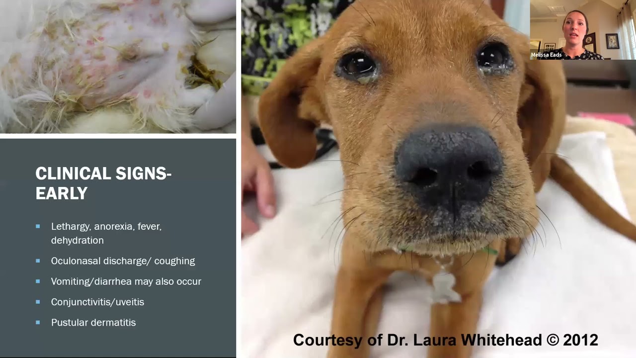 Canine Distemper