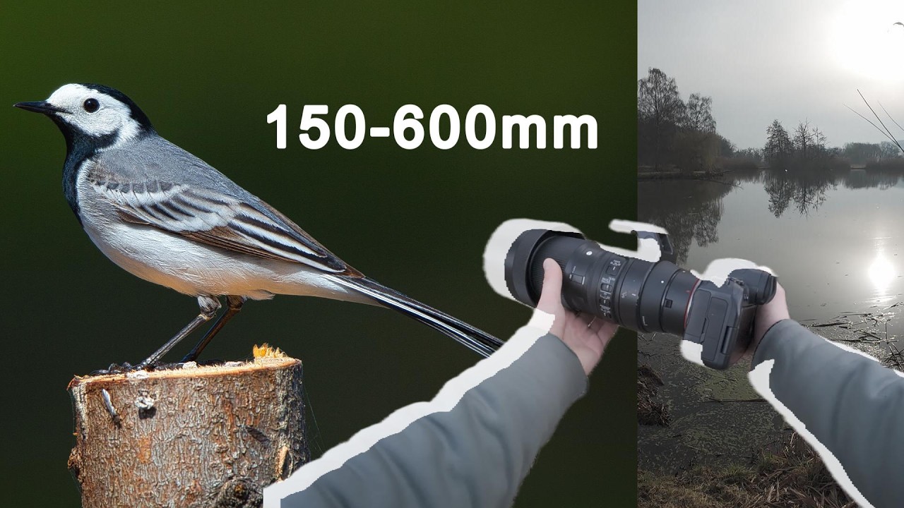 Naturfotografie mit Sigma 150-600mm | Vögel und Landschaften