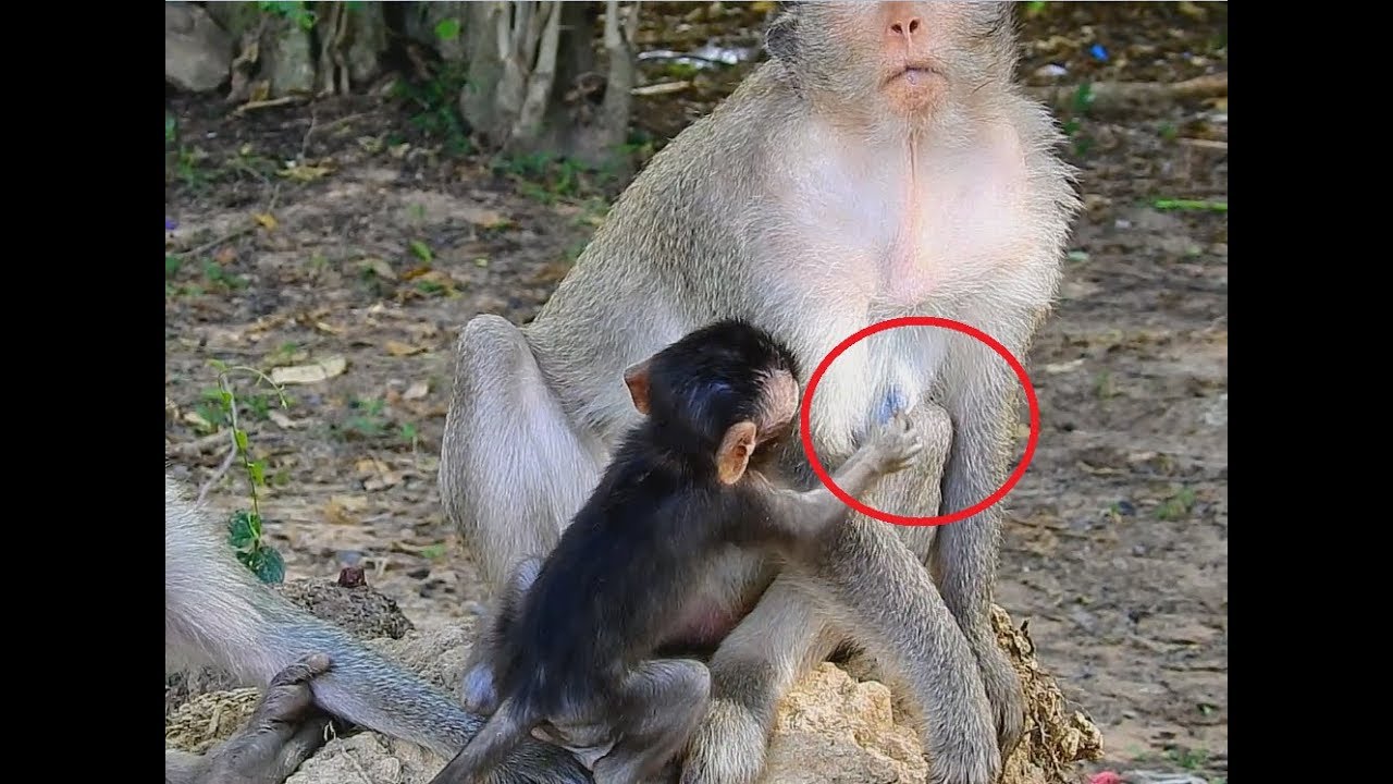 Oh! Baby Monkey Very Hungry Request milk from mom, Mummy Look like not Care her Baby.