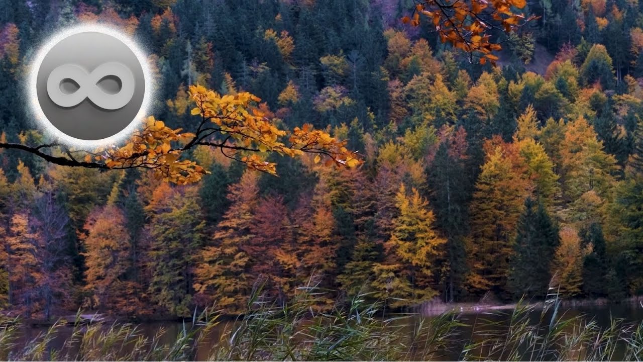 ♾️🍂Атмосфера осеннего леса для медитации