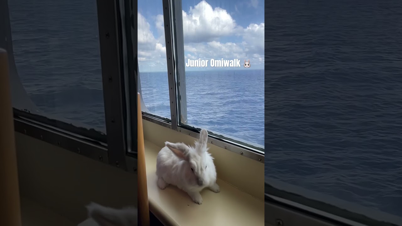 Junior Omiwalk 🐇 #travel #ship #ferry #junior #cuteanimal #omiwalk #shorts