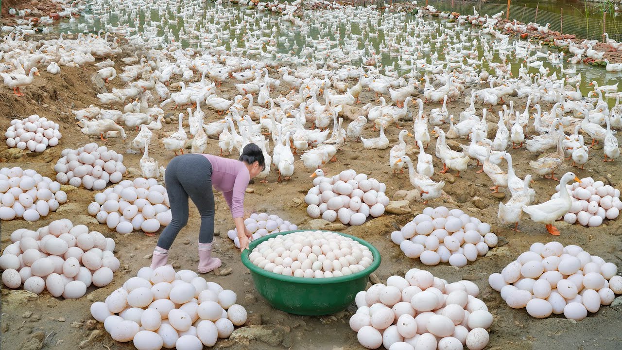 388 Days Harvested Over 1000+ Duck Eggs, Many Pheasan Go To Sell -- Buy Many Piglet To Raise