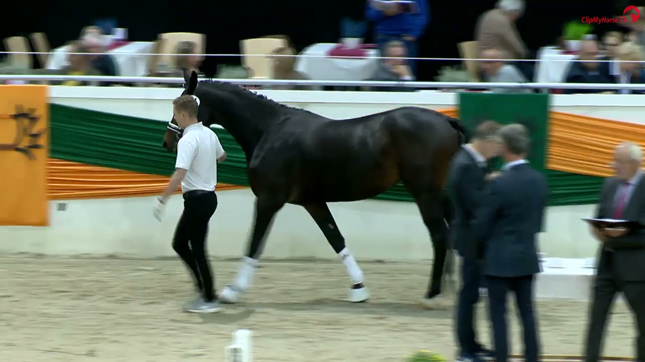 59. Trakehner Hengstmarkt Freispringen der Junghengste Sky Prince