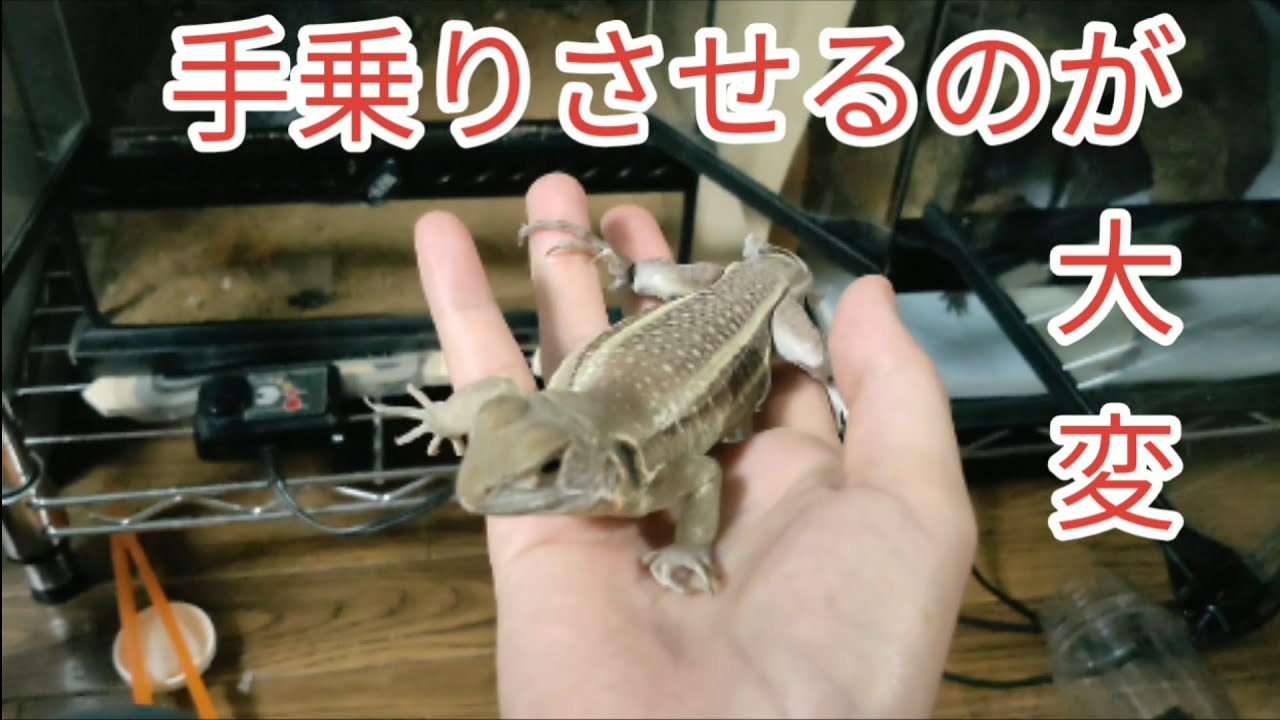 手乗りに慣れるまでが大変だったバタフライアガマ