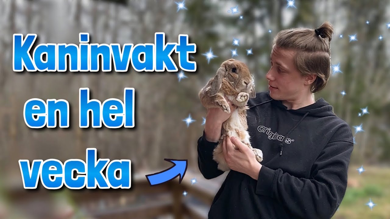 Min kille testar att vara kaninvakt åt kaninerna