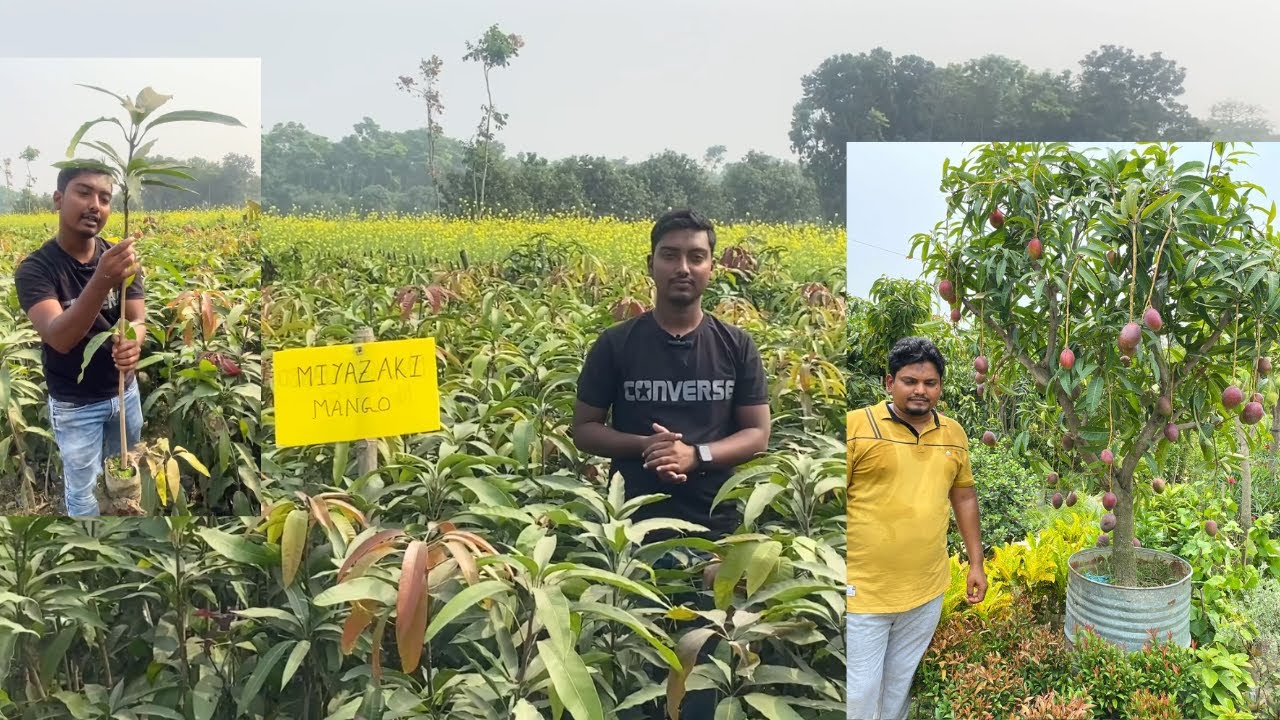 Miyazaki Mango Plant | World's Most Expensive 100% Original MIYAZAKI Mango Plant Nursery In India |