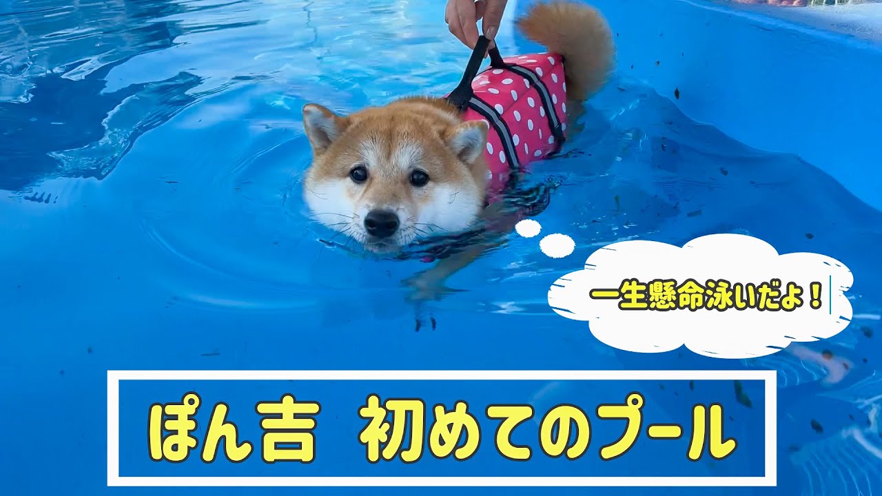 【豆柴】ぽん吉が「初めてのプール」に挑戦！一生懸命に泳ぐ姿が可愛すぎました💛【＃39】