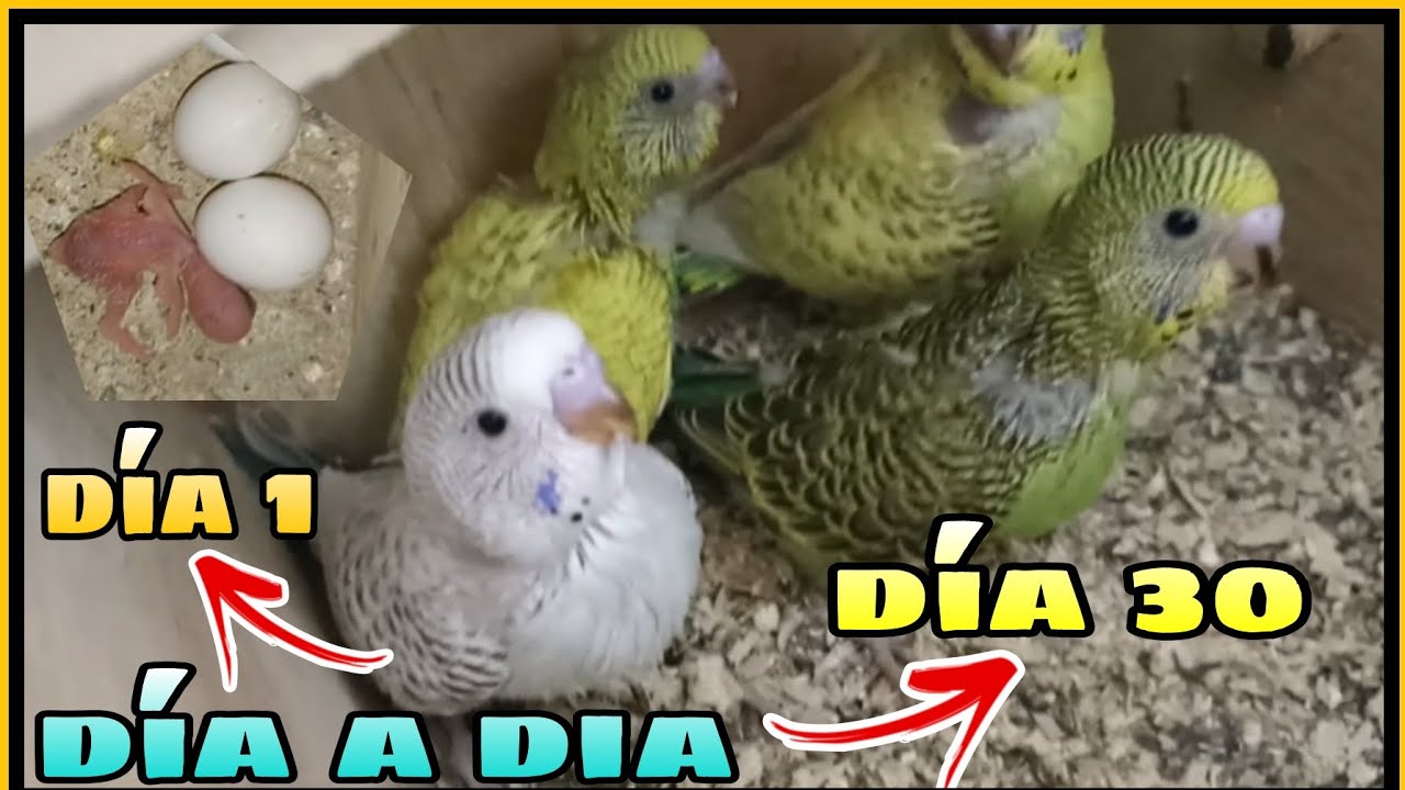DIA A DIA CRIAS DE PERIQUITOS TEXAS  | CRECIMIENTO DE PERIQUITOS DIA A DIA | PICHONES DIA A DIA