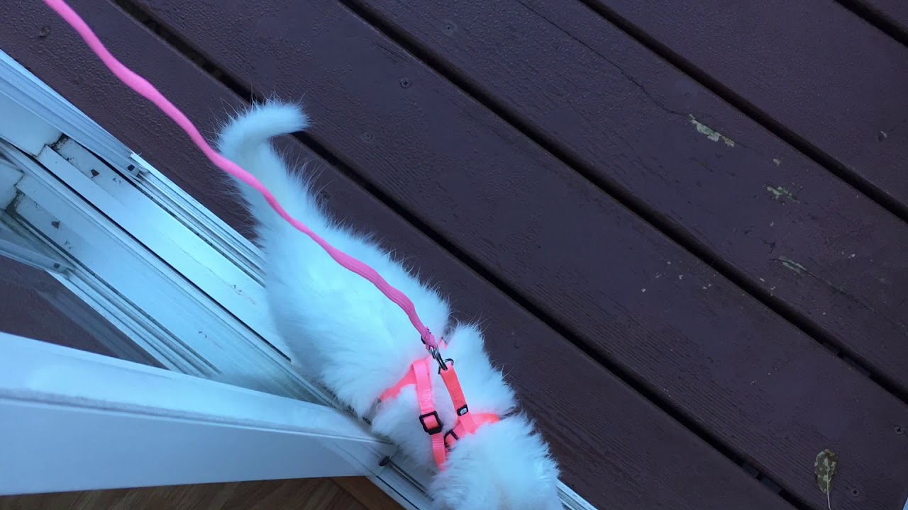 GUINNESS WORLD RECORD CUTEST CAT 2019