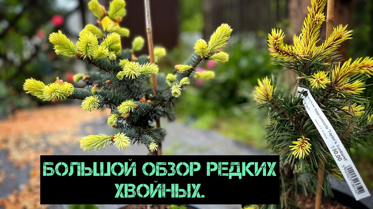 Большой обзор хвойных новинок