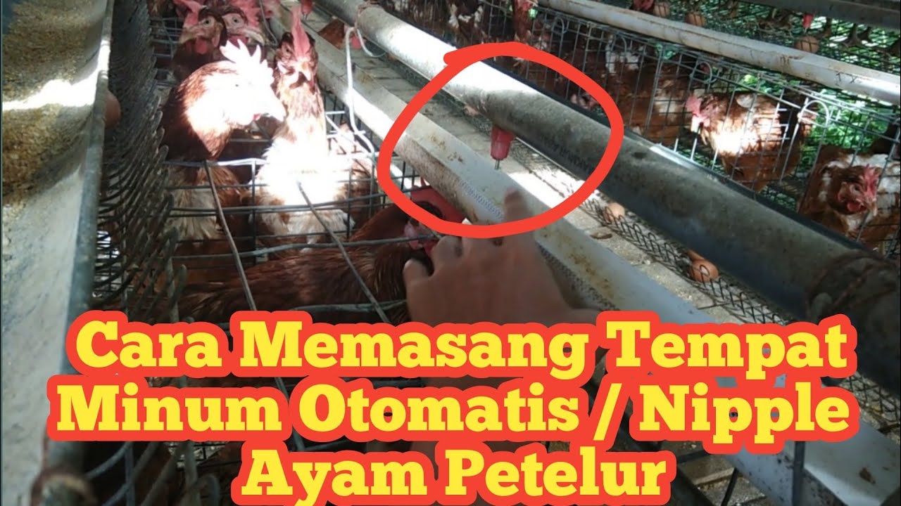 #22 Instalasi Minum Otomatis Ayam petelur / Nipple (Bagian 1)