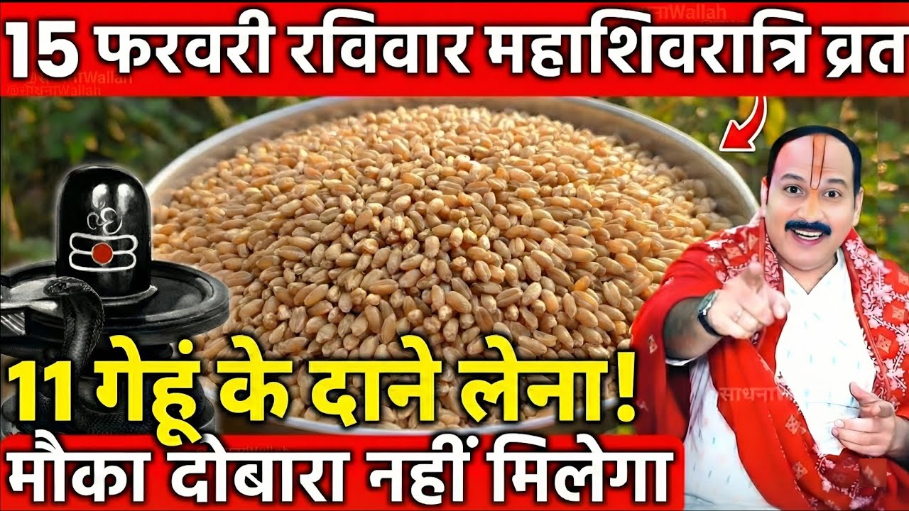 15 फरवरी फाल्गुन रविवार महाशिवरात्रि के दिन 11 गेंहू के दाने वाला उपाय जरुर करे || Pradeep Ji Mishra
